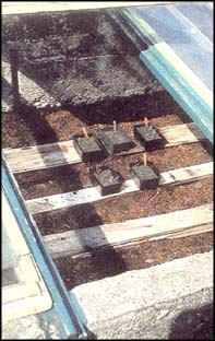 Seedlings settled in their cozy winter bed.